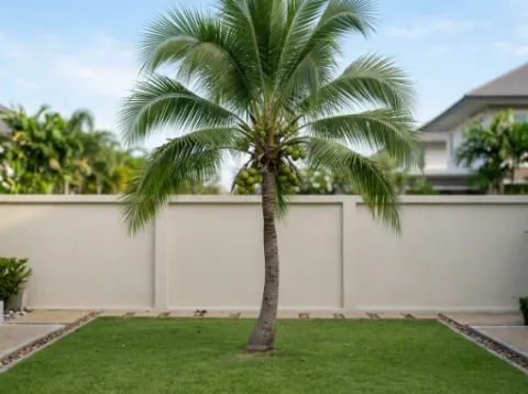 Coconut Palm